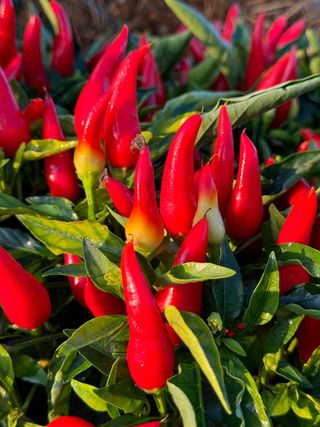 Capsicum Joker Red