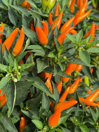 Capsicum Santos Orange
