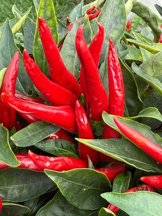 Capsicum Santos Red