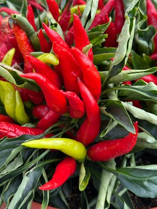 Capsicum Cupala