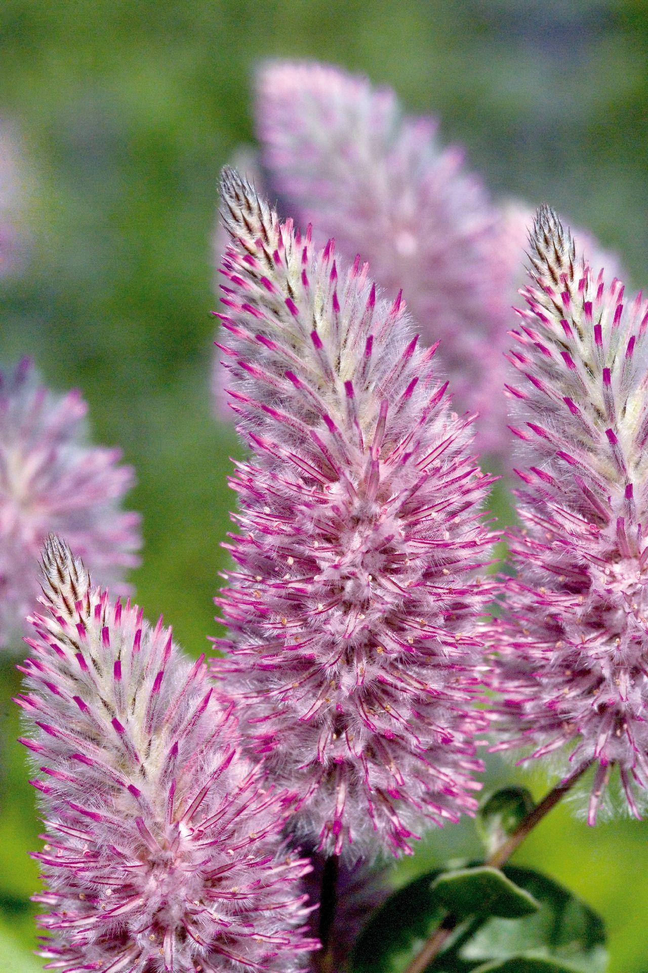 Ptilotus exaltatus, foto 1