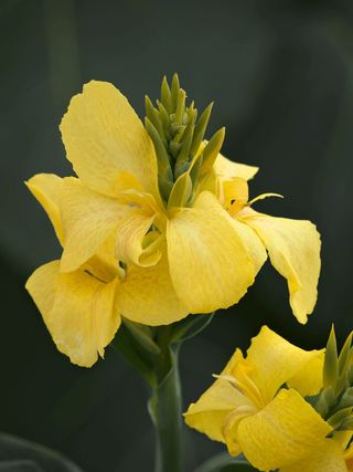 CANNOVA YELLOW - Il faggio