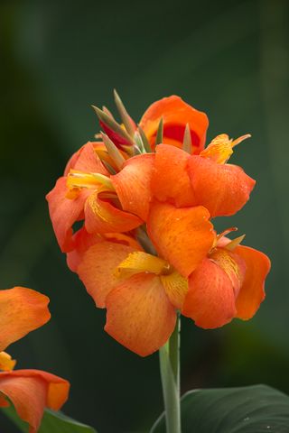 Cannova Orange Shades