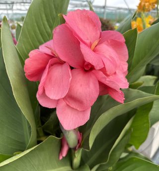 Cannova Rose