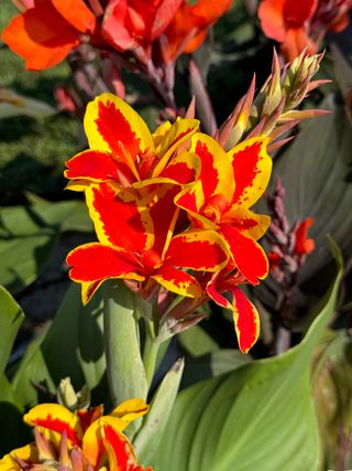 Cannova Red Golden Flame