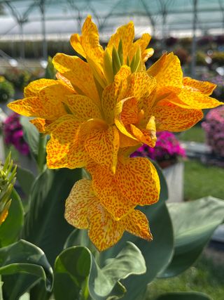 Cannova Gold Leopard