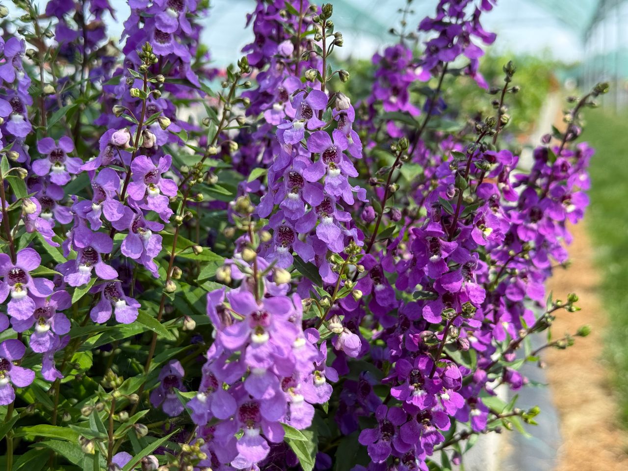 Angelonia angustifolia, foto 1