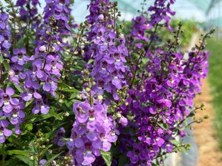 Angelonia angustifolia