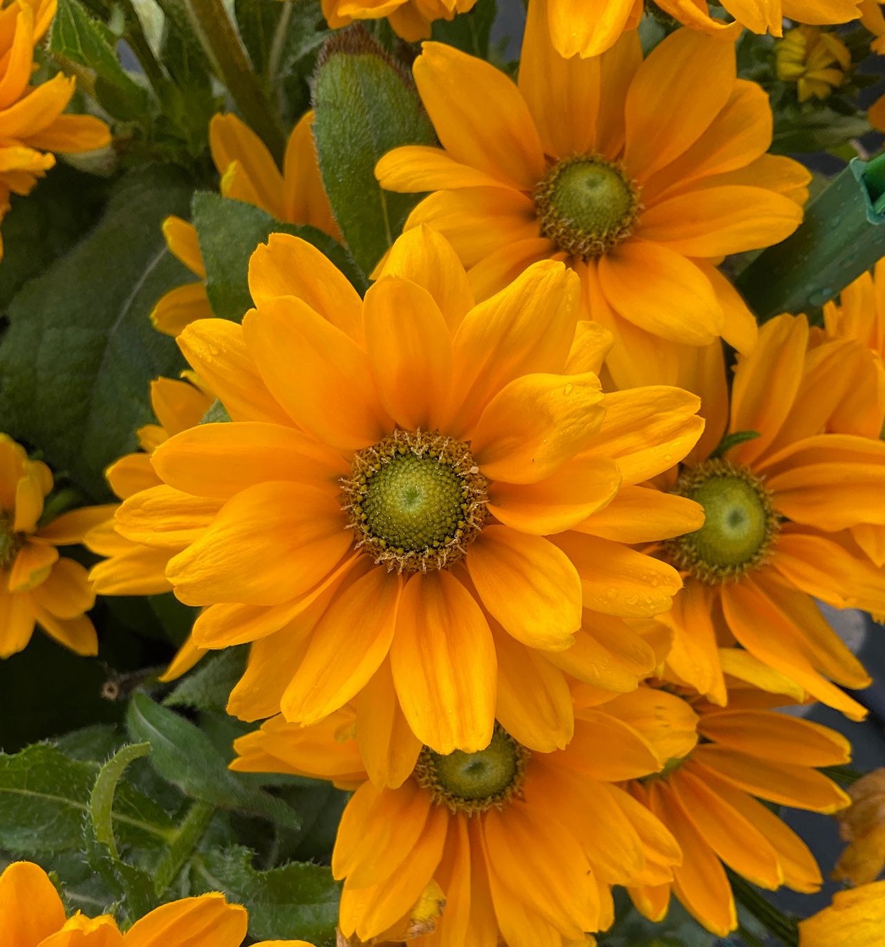 Amarillo Gold, fotografia 1