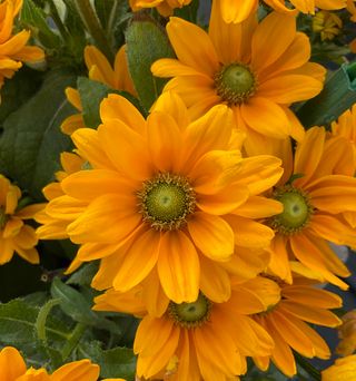 Rudbeckia hirta