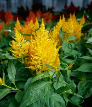 Flamma Yellow