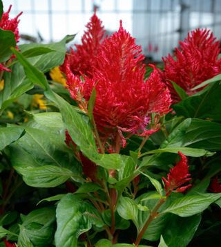 Flamma Red