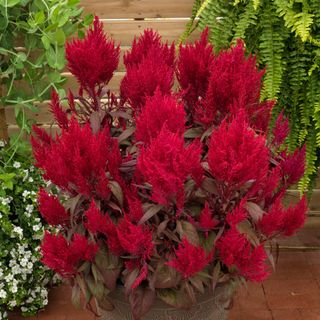 Dragon's Breath Red