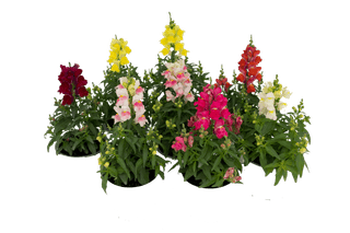 Antirrhinum majus