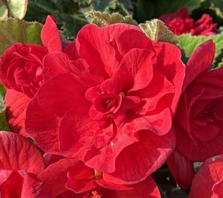 Begonia x tuberhybrida