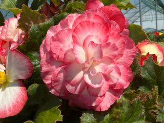 Nonstop Rose Picotee