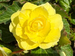Nonstop Joy Yellow