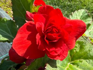 Nonstop Joy Red