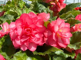 Nonstop Joy Rose Picotee
