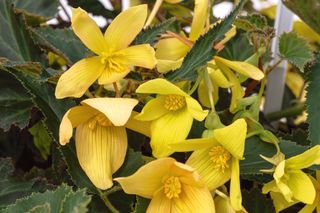 Bossa Nova Yellow