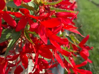 Bossa Nova Red