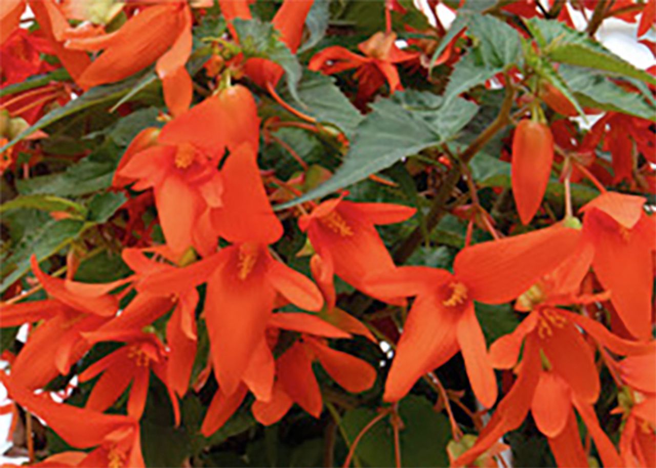 Bossa Nova Orange, foto 1