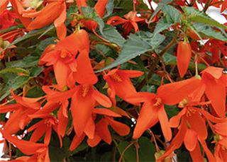 BOSSA NOVA ORANGE - Il faggio
