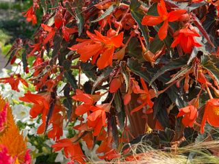 Begonia boliviensis