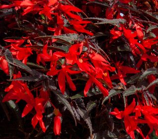 Bossa Nova Night Red