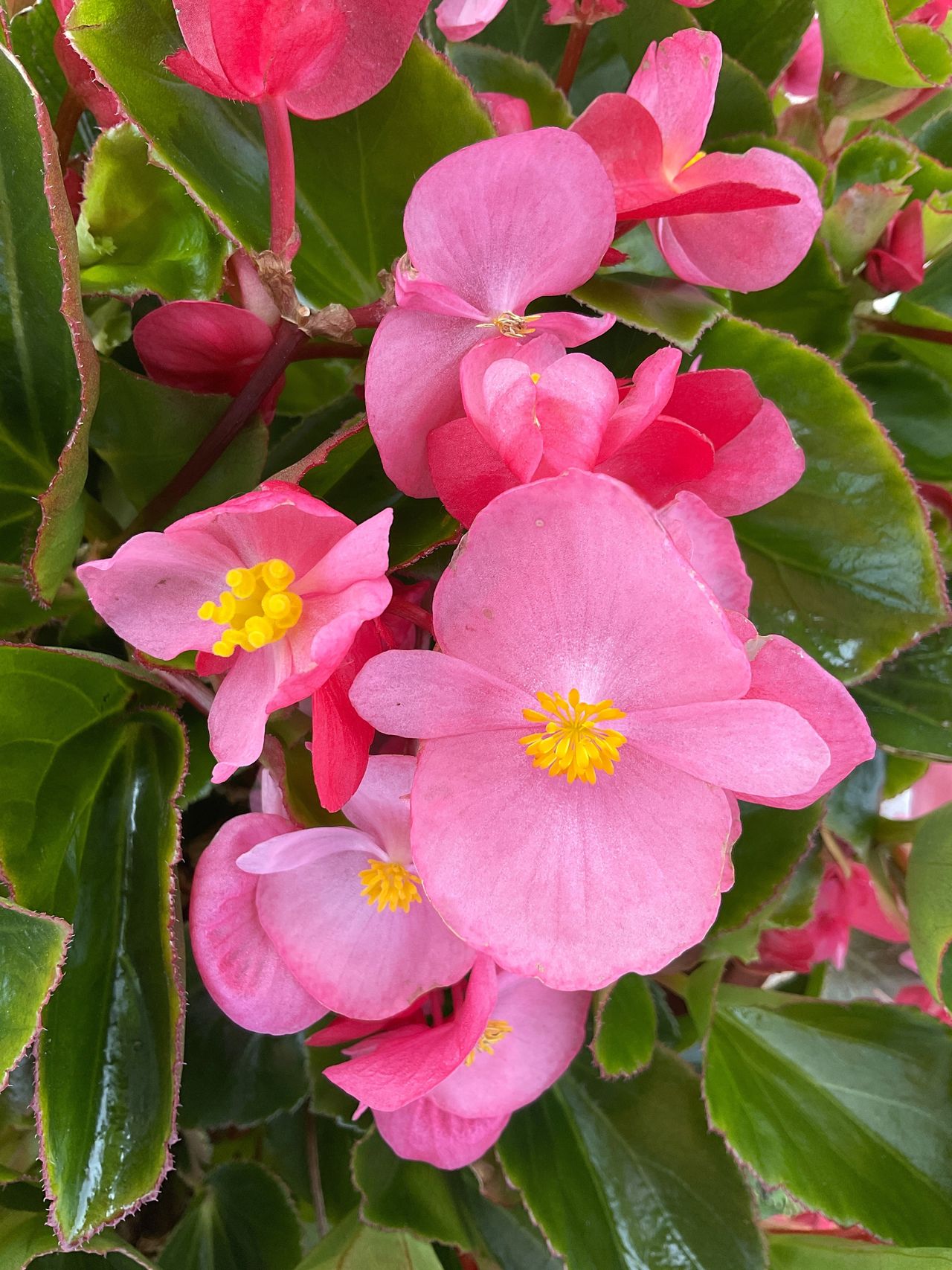 Green Sensy Pink, photo 1