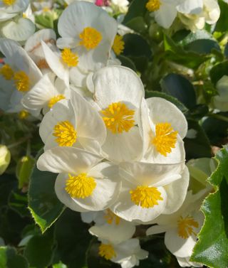 Green Sensy White