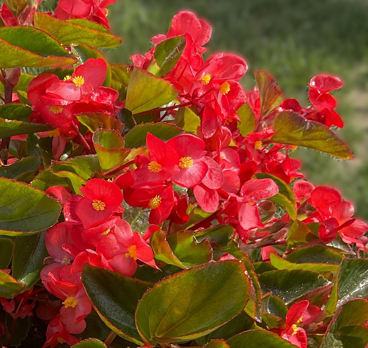 Sensy Cascade Red, fotografia 1