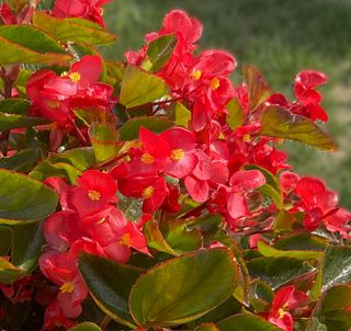 Sensy Cascade Red
