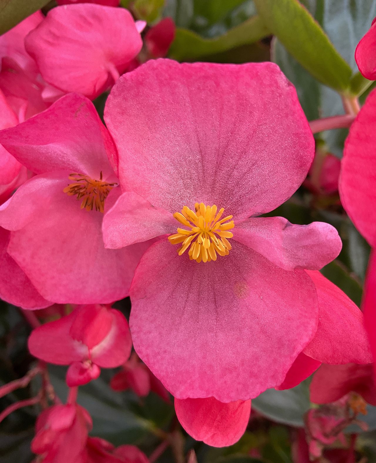 Sensy Cascade Rose, photo 1