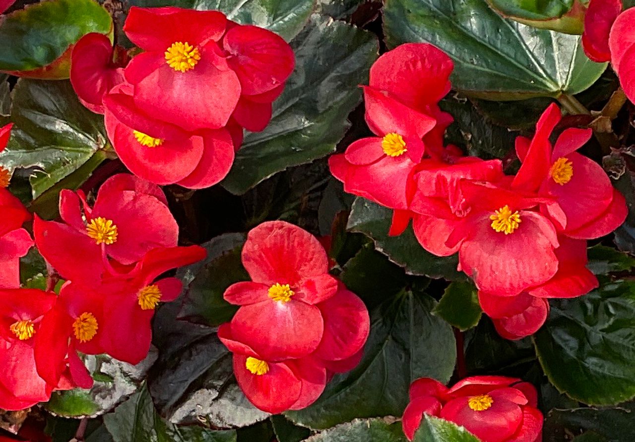 Big Red, foto 1