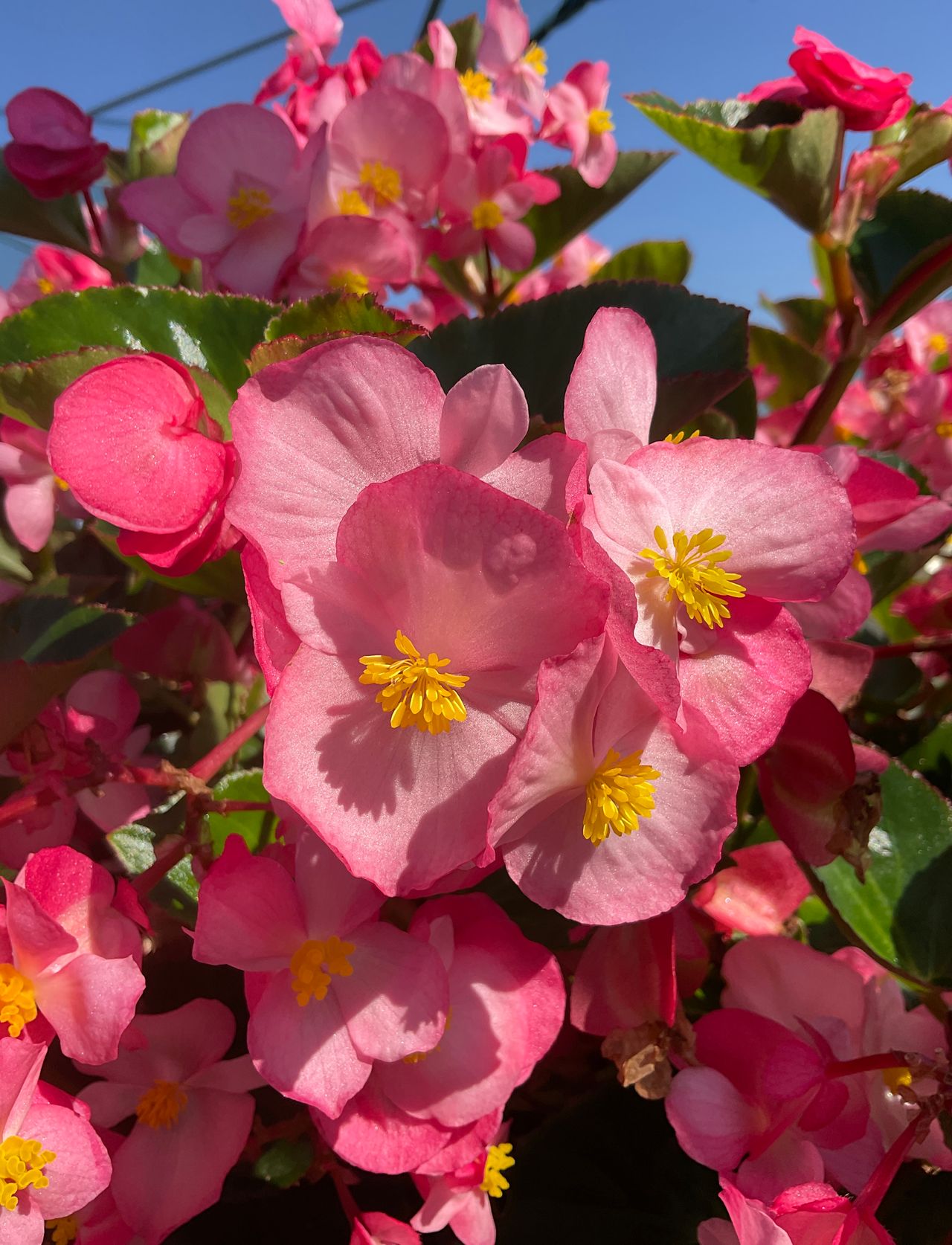 Big Pink, photo 1