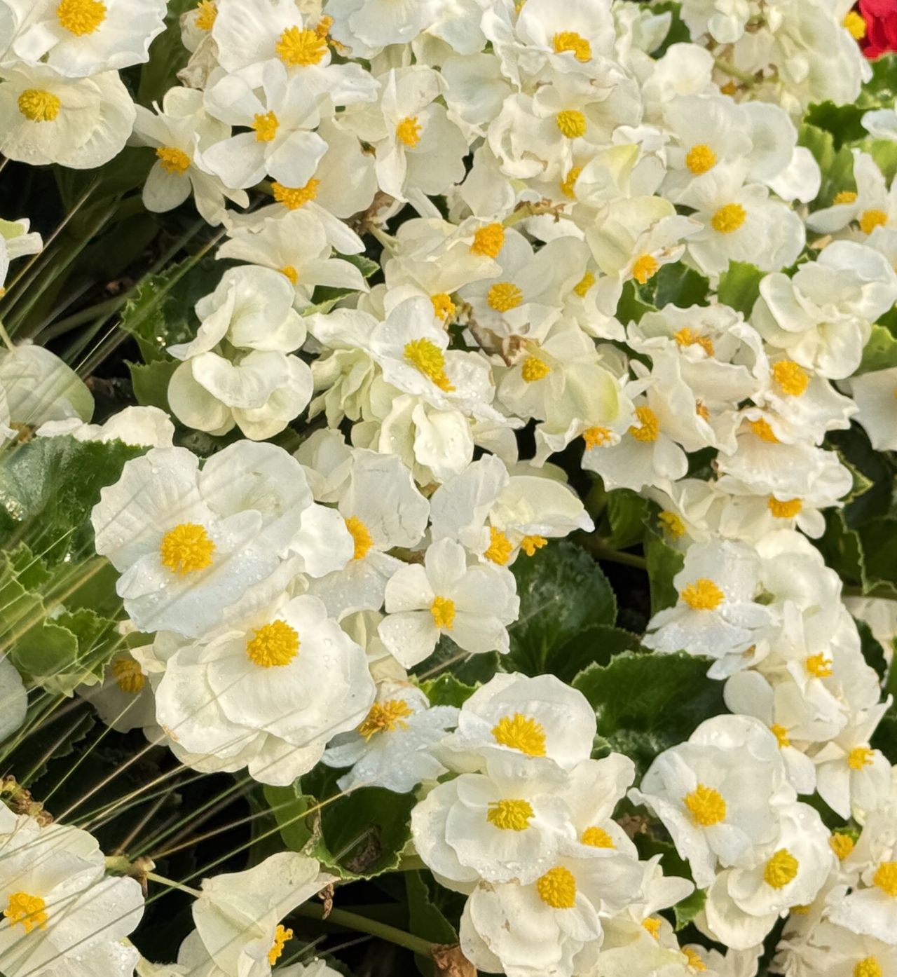 Big White, fotografia 1