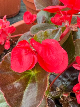 Big Foglia Bronzata Red Imp