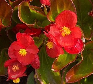 Vittoria Plus Scarlet