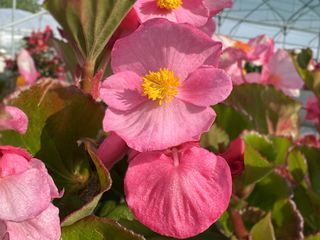 Vittoria Plus Pink