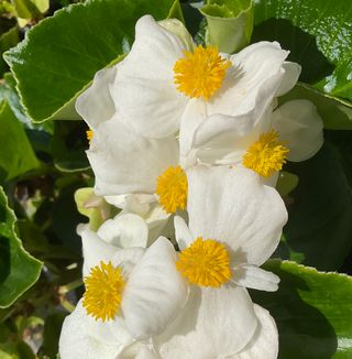 Vittoria Plus White