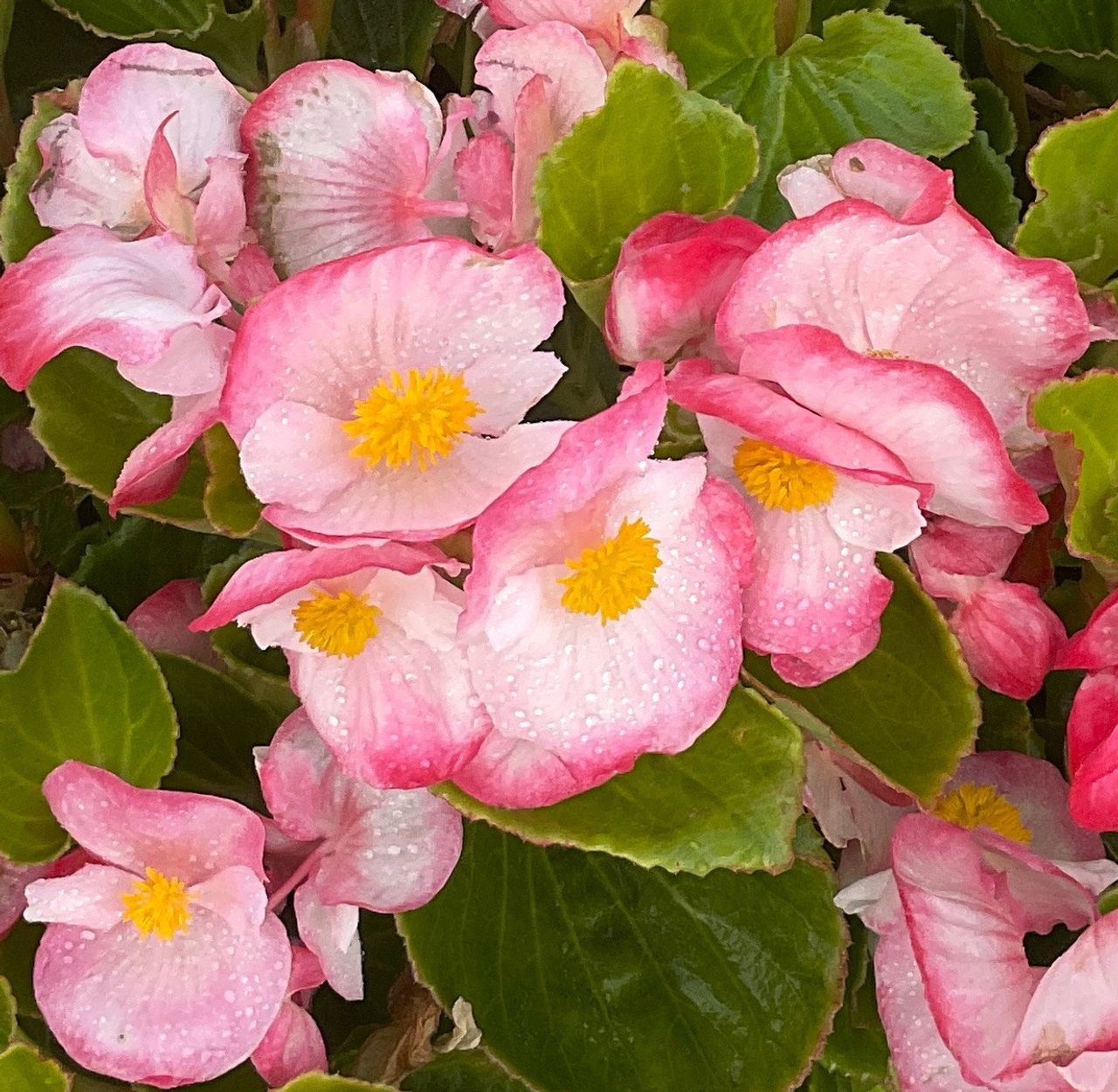 Vittoria Plus Rose Bicolor, foto 1