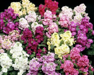 Matthiola incana