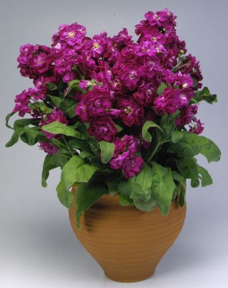 Felicity Purple