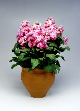Felicity Pink