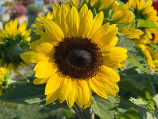 Helianthus annuus