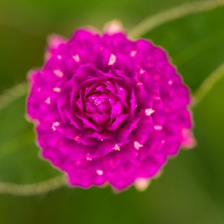 Gomphrena globosa