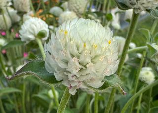 Gomphrena White Ping Pong