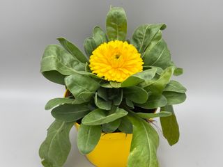 Bon Bon Yellow