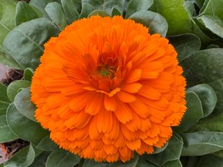 Calendula officinalis